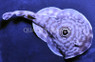 Ocellated Electric Stingray :: 27503