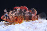 Pygmy Scorpionfish :: 28040