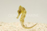 Colored Seahorse, Juvenile :: 28512