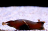 Egg Capsule, Atelomycterus :: 29033