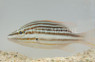 Orange Line Snapper :: 30016