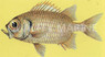 Lattice Soldierfish :: 30510