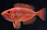 Moontail Bullseye Soldierfish :: 30516