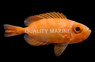 Moontail Bullseye Soldierfish