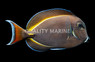 Achilles-White Cheek Tang, Hybrid :: 31519