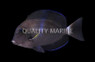 Orange Socket Tang