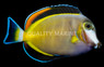 Powder Brown Tang