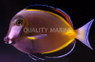 Powder Brown Tang :: 31533