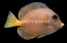 Yellow Phase Atlantic Blue Tang