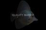 Black Longnose Tang, Hybrid :: 31573