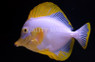 White Yellow Tang :: 31589