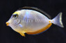 Naso Tang :: 31612
