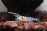 Chameleon Shrimp :: 20023