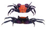 Orange Back Crab :: 20111