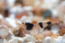 Blackberry Bee Shrimp :: 20020
