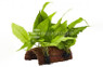 Half Tube with Coco and Plant :: 80202