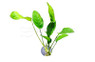 Anubias with Suction Cup :: 80207