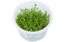 Gratiola viscidula :: 80509