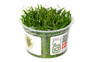 Lilaeopsis brasiliensis :: 80515