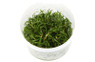 Lilaeopsis brasiliensis :: 80515
