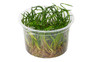 Littorella uniflora :: 80516