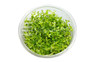 Rotala rotundifolia Cup AT :: 80530