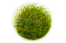 Eleocharis acicularis Cup AT :: 80553