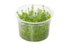 Myriophyllum 'Guyana' :: 80559