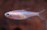 Neon Gold Blue Eye :: 71018