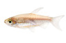Longfin Congo Tetra :: 71022