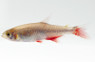 Bloodfin Tetra :: 71031