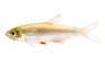 Bloodfin Tetra :: 71031