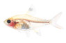 X-Ray Red Belly Tetra :: 71036