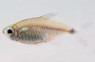 Kitty Loweae Tetra :: 71050