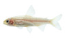 Rummy Nose Golden Tetra :: 71053