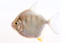 Tiger Silver Dollar  :: 71102