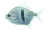 Blue Hook Silver Dollar :: 71107