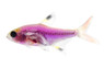 Glo Galactic Purple Pristella Tetra :: 71513