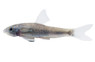 Spilota Algae Eater :: 00005