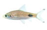 Rohan's Teardrop Barb :: 08000