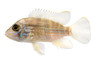 Green Terror Cichlid :: 18302