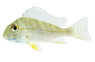 Severum Green Red Shoulder Cichlid :: 18303