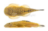 Borneo Sucker Loach :: 43104
