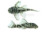 Zebra Orinoco L129 Plecostomus :: 58001