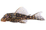 Gold Spotted Plecostomus L-136 :: 58053