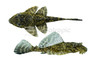 Spotted Sailfin Plecostomus L-001 :: 58057