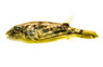 Fahaka Pufferfish :: 60006