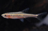 Red Line Rasbora :: 62005
