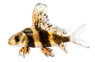 Chinese Hifin Banded Shark :: 65007