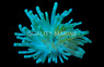 Colored Reef Anemone :: 50016